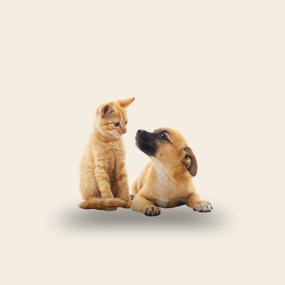 Mascotas